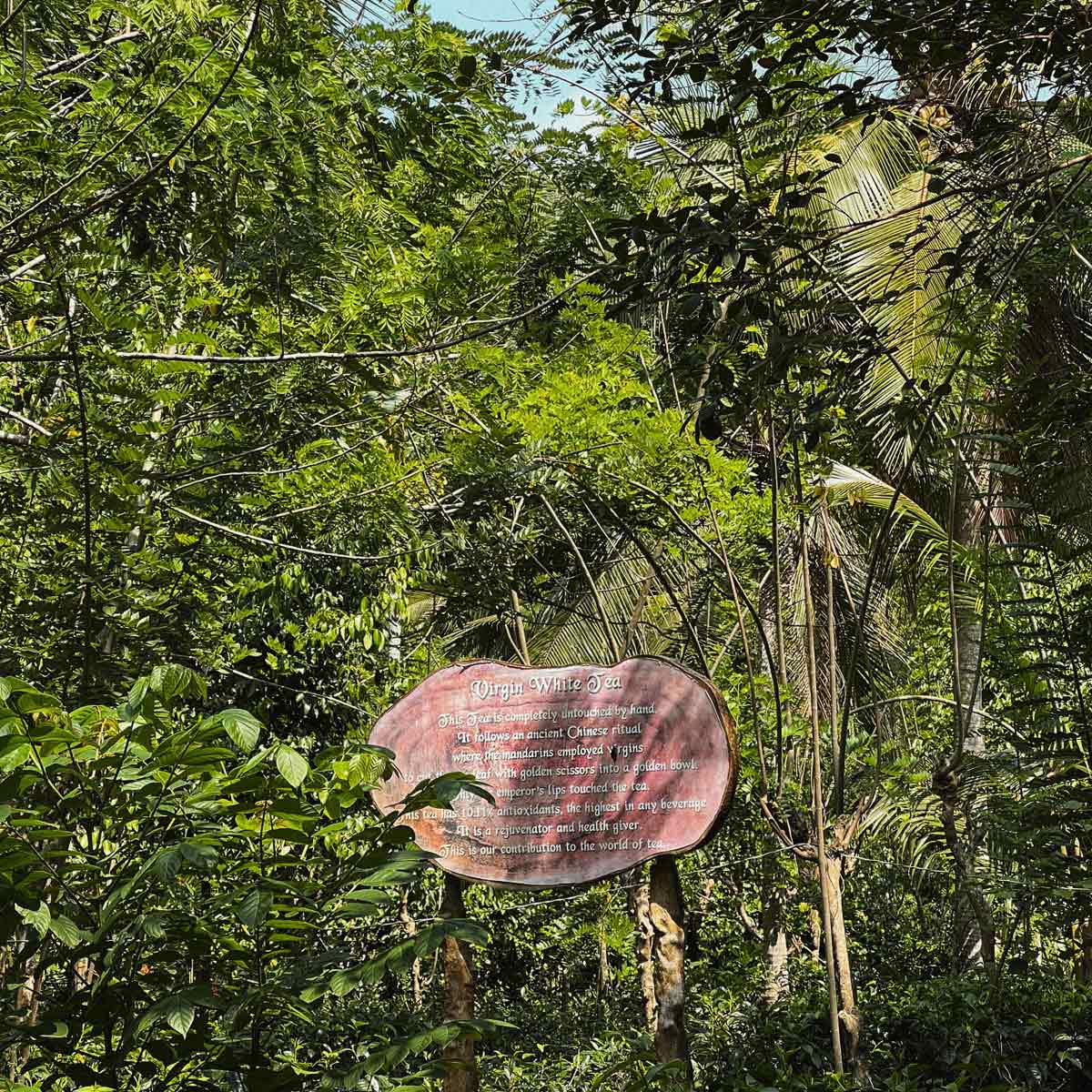 Sri-Lanka-lapoint-surf-camp-tea-plantation