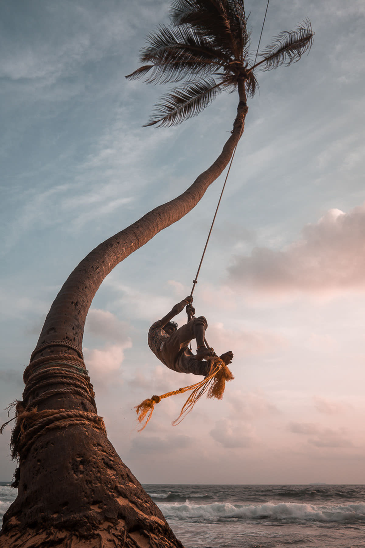 climbing-palm