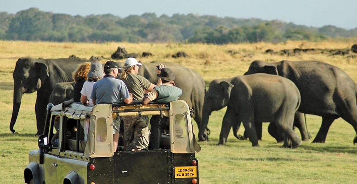 elephants safari sri lanka
