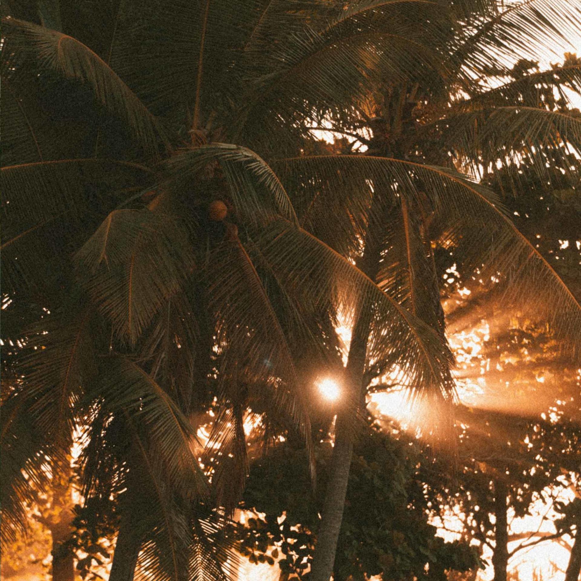 Costa-Rica-palmtrees-and-sun-light-Lapoint-surf-camp