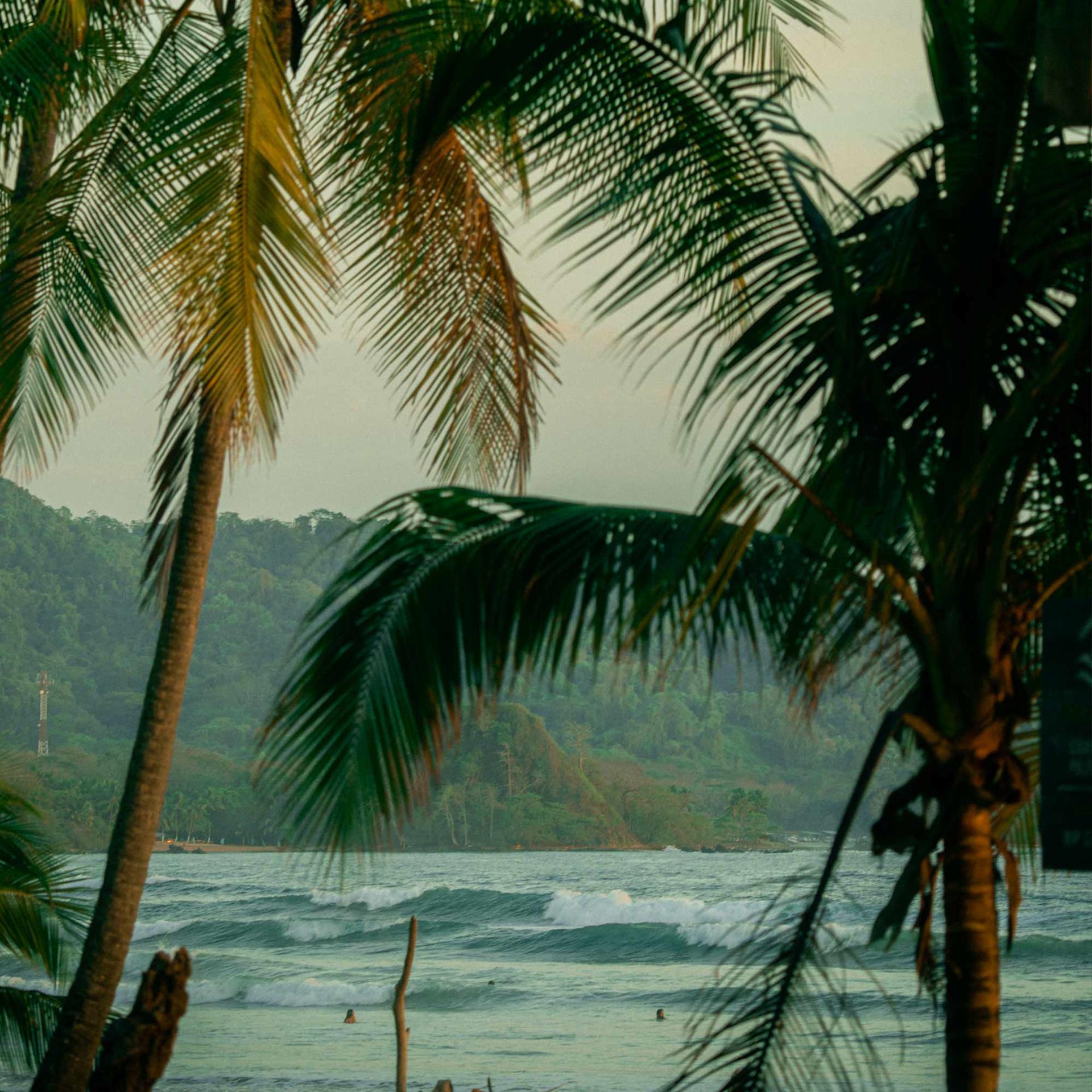 Costa-Rica-nature-palmtrees-and-waves-Lapoint-surf-camp