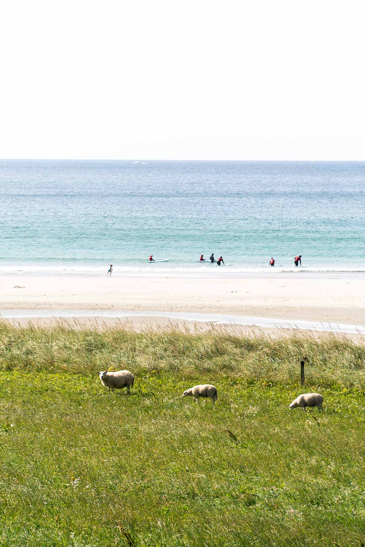 sheep-and-surfers-hoddevik