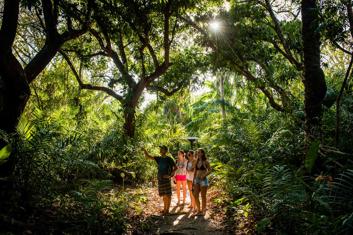 Jungle walk in Costa Rica