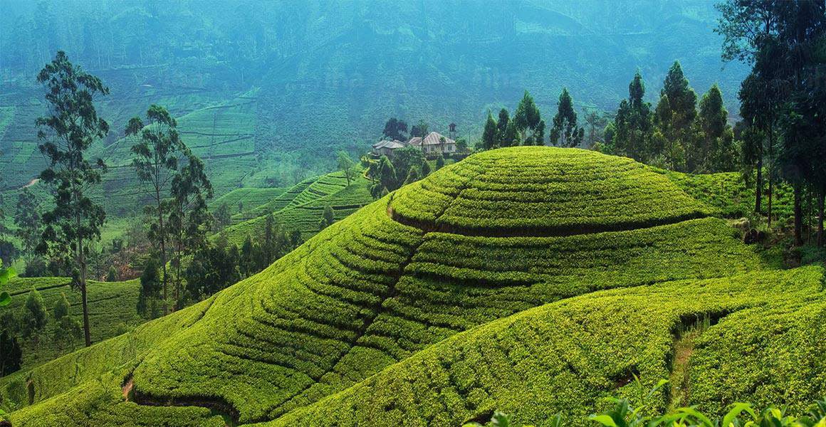 tea fields sri lanka
