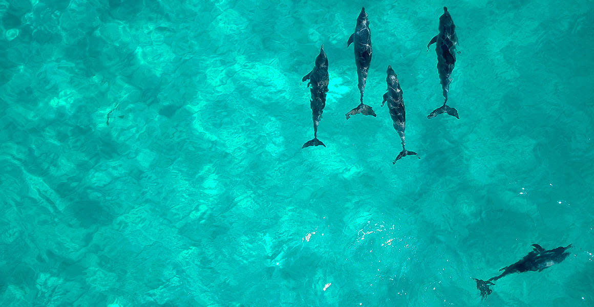tortuga island dolphins clear water