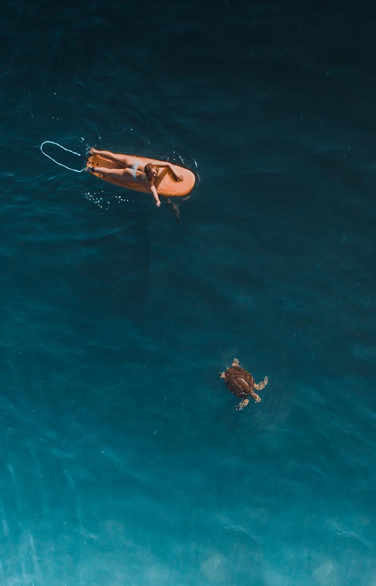 gallery-surfer